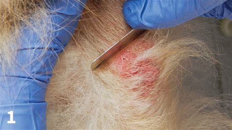result from scraping the skin of a yellow citrus|Result From Scraping The Skin Of A Yellow Citrus CodyCross .